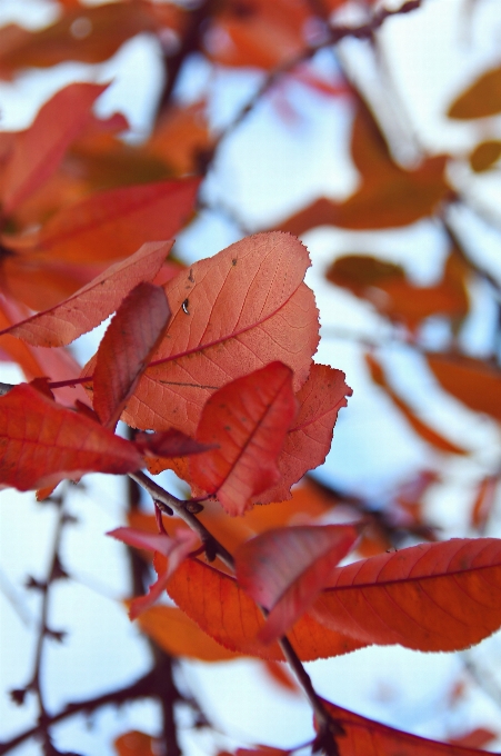 Red fall autumn background