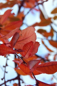 Red fall autumn background Photo