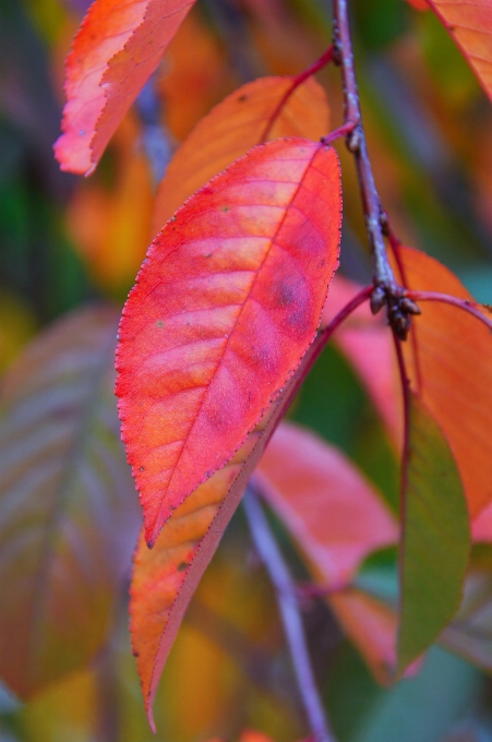 Red fall autumn background