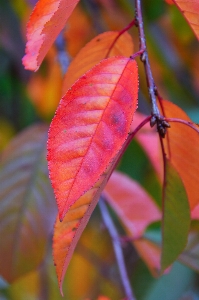 Red fall autumn background Photo