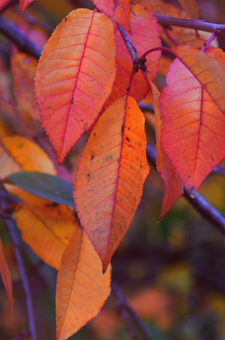 Red fall autumn background