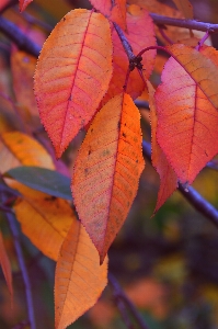 Red fall autumn background Photo