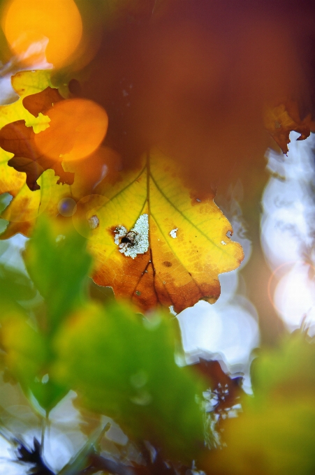 Gronda
 sfondo albero autunno