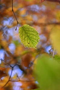 Foto Alero
 fondo árbol caer