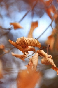 Foto Asciutto foglia ramo albero