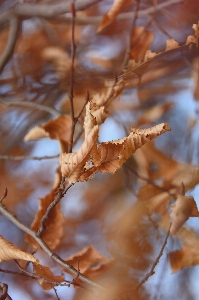 Photo Sec feuille bifurquer arbre