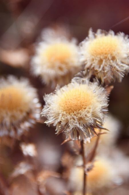 Flowers dry flower dried