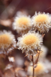 Flowers dry flower dried Photo