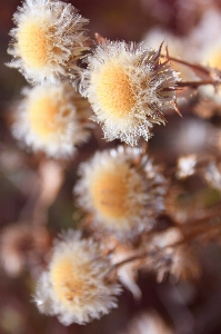 Flowers dry flower dried Photo