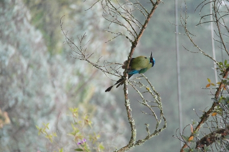 Loneliness ravine bird feather Photo