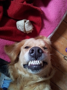 Smile dog pet love Photo