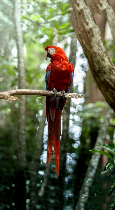 Parrot animal bird costarica