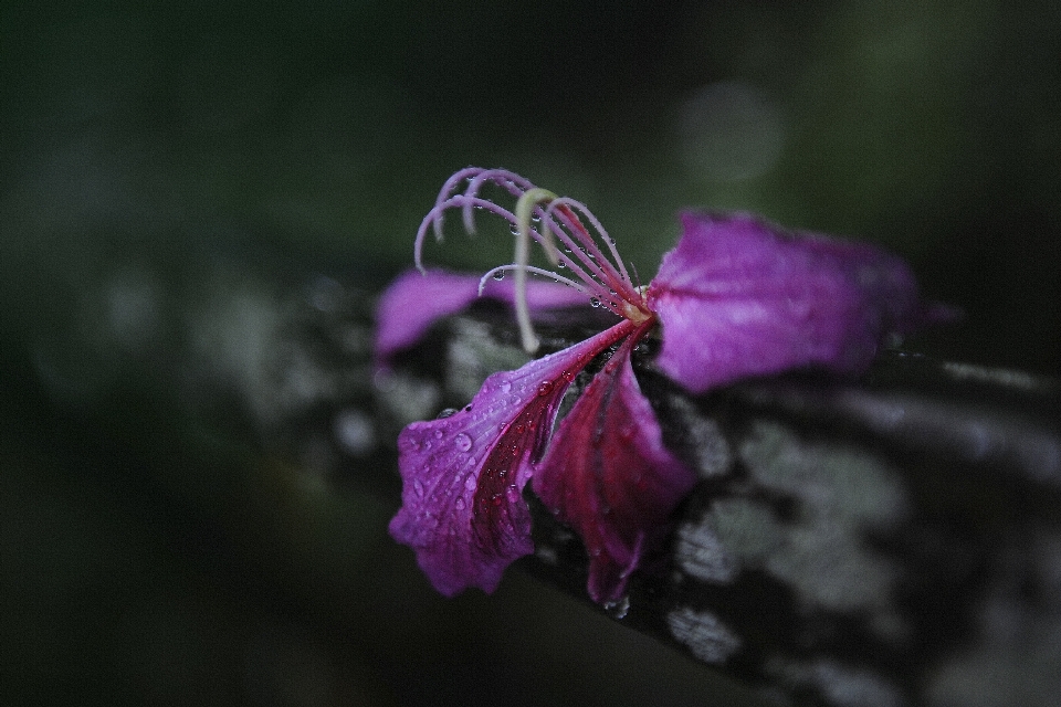 Flower flora pink close up