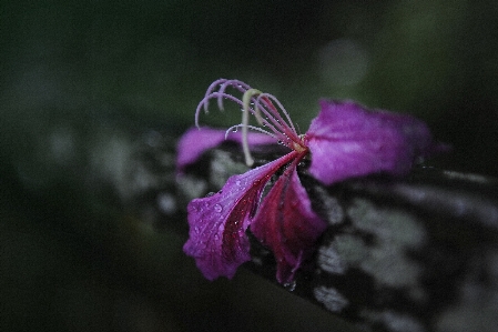 Flower flora pink close up Photo