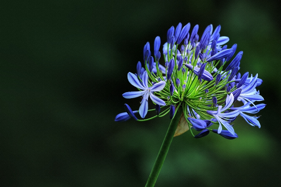 Bunga biru flora tanaman