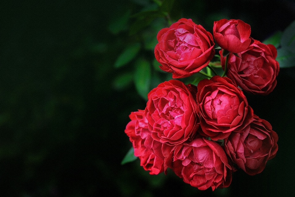 Flower rose garden roses red