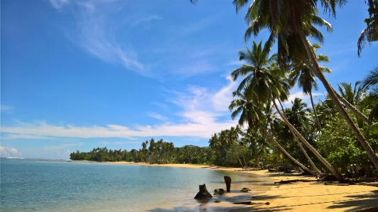 Cloud sky sea coconut Photo