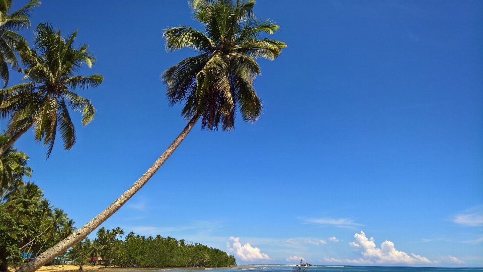 Awan langit laut kelapa