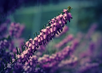 Heather flowers flower floral Photo