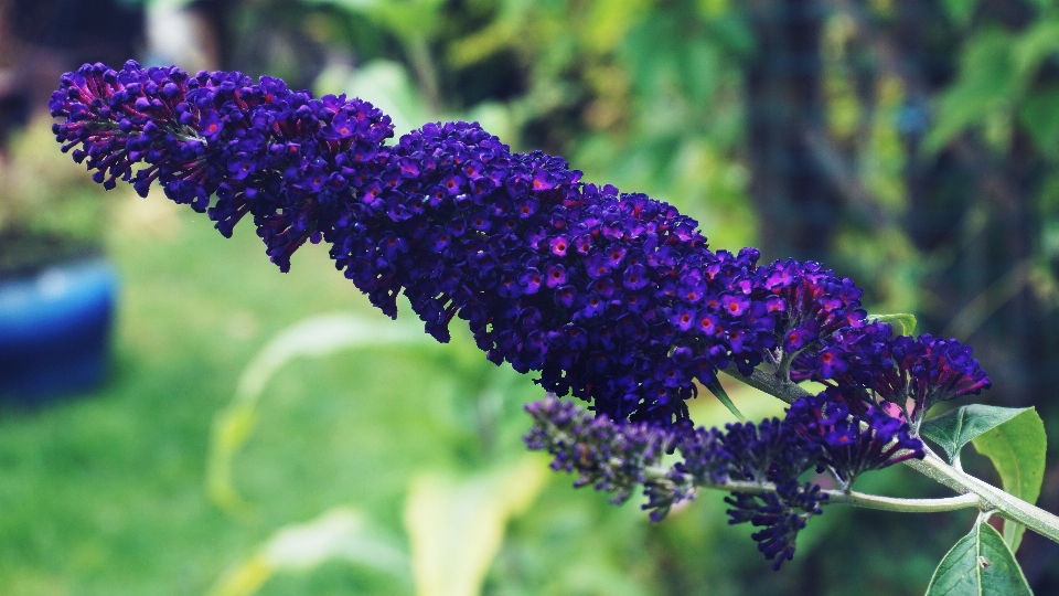 Buddleia
 viola fiori floreale