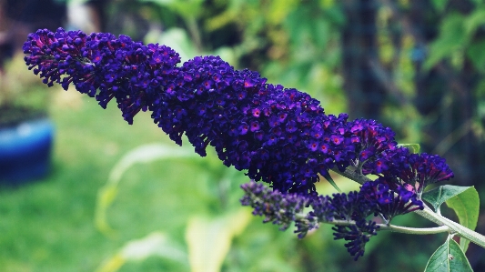 Foto Buddleia
 roxo flores floral