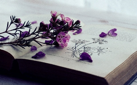 Flowers wax books reading Photo