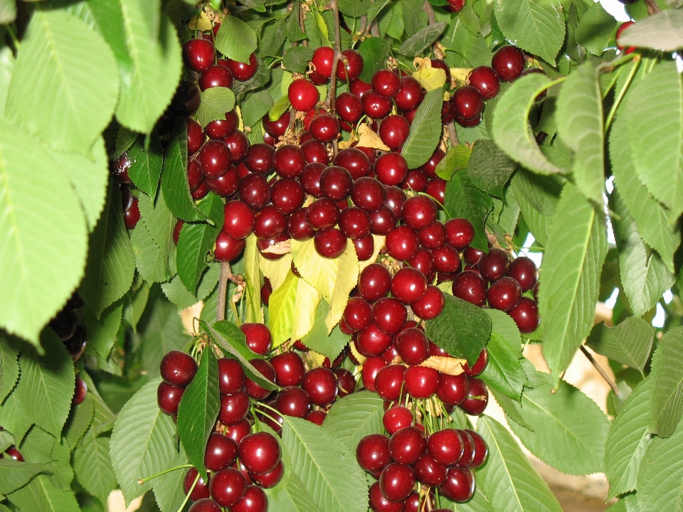 Cerejas alimentos naturais
 cereja fruta