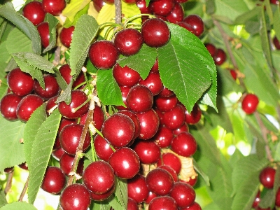 Cherries natural foods cherry fruit Photo