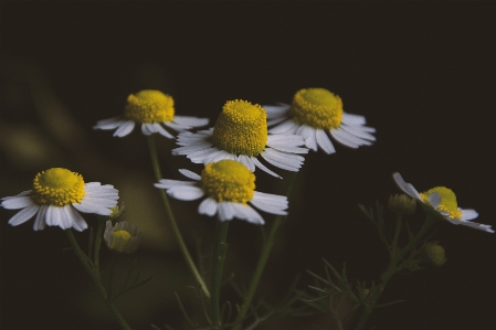 Foto Bunga kuning bunglon yang mulia
 flora