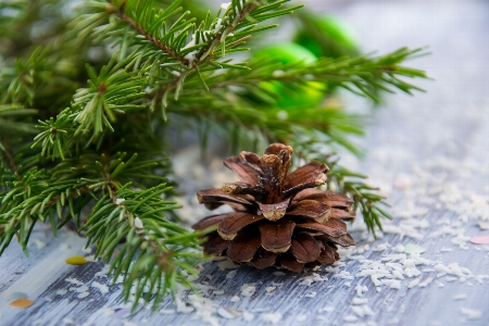 Spruce branch needles green pine cone Photo