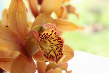 Foto Flor
 bunga flora merapatkan
