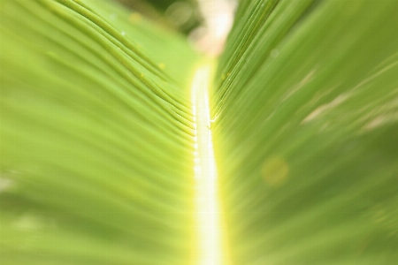 Photo Vert feuille lumière fermer
