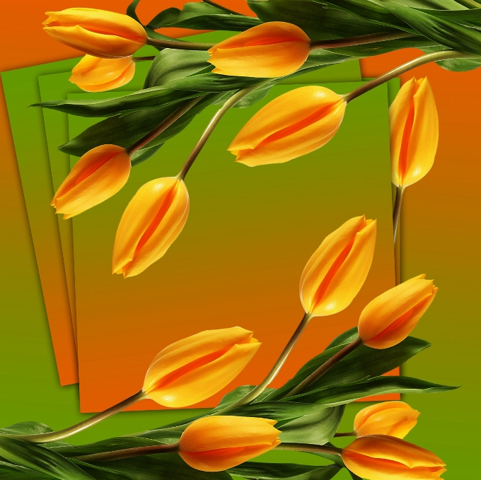 Flowers tulip tulips background