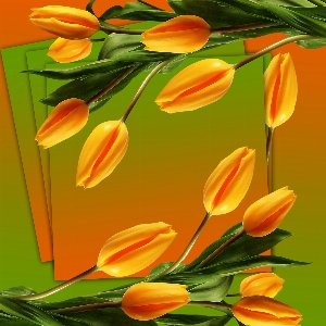 Flowers tulip tulips background Photo