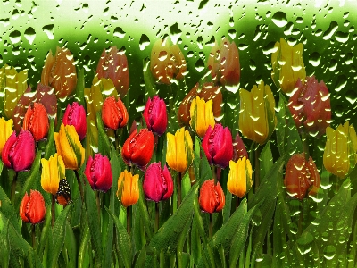 Flowers tulip tulips background Photo