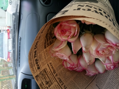 Flower street pink roses beautiful Photo