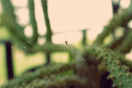 Foto Ragno natura impianti verde