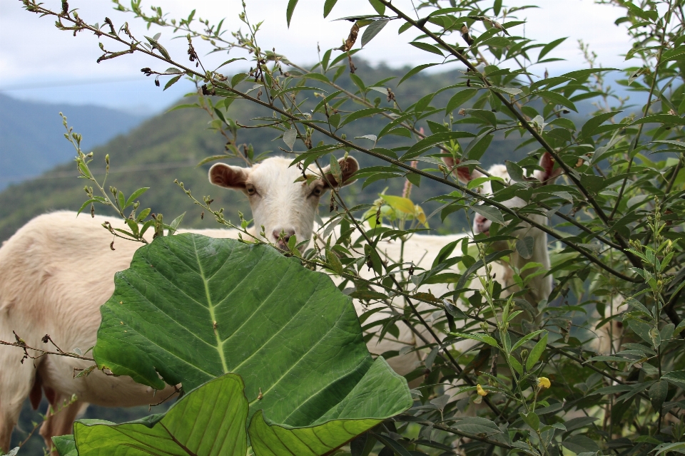 Keçi dağ fauna bitki