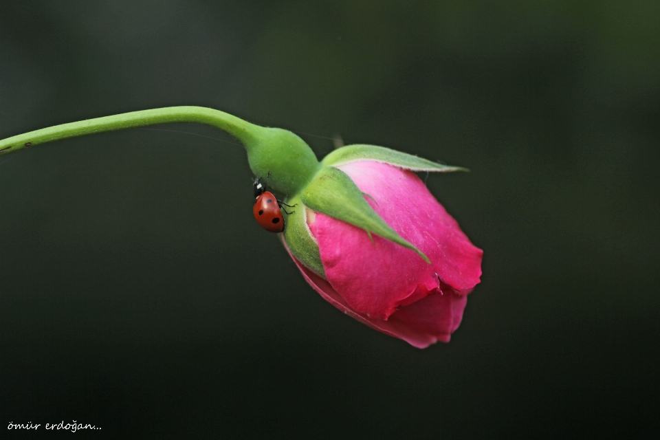 Foto flora blume anlage