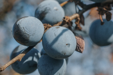 Plum small branch dry Photo