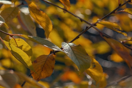 Blatt blätter zweig trocken Foto