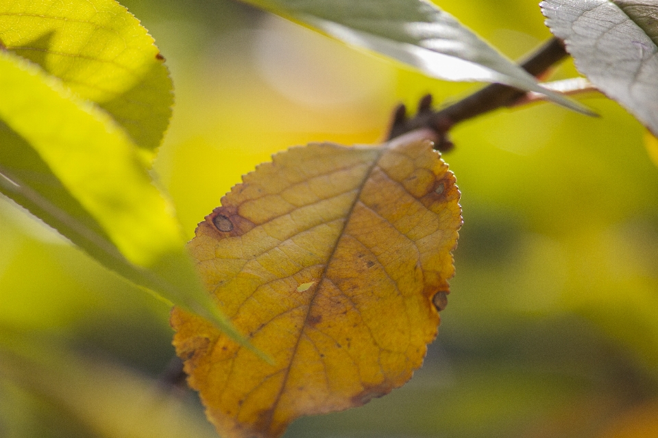 Blatt blätter zweig trocken