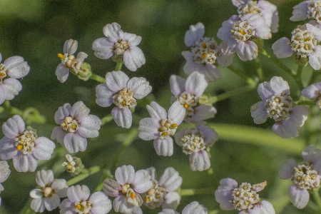 çiçek çimen bal arısı makro Fotoğraf