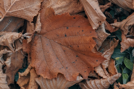 Blatt blätter zweig trocken Foto