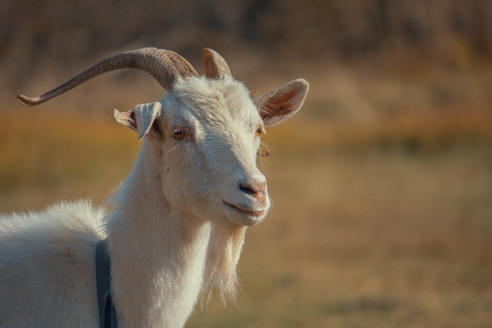 Kambing anak satwa rumput