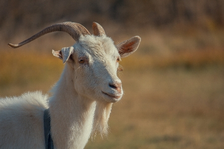 Foto Kambing anak satwa rumput