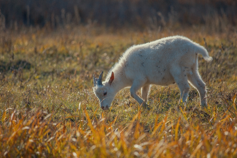 Chèvre enfant animal herbe