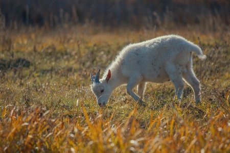 Goat kid animal grass Photo