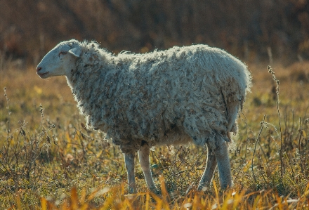 Schaf tier gras trocken Foto