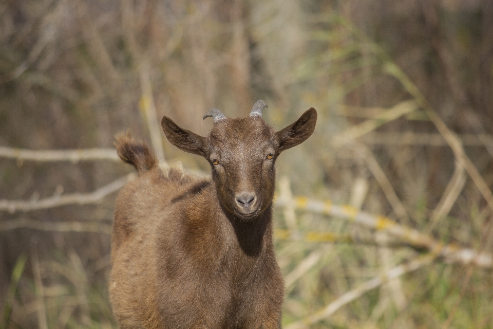 Cabra niño animal césped